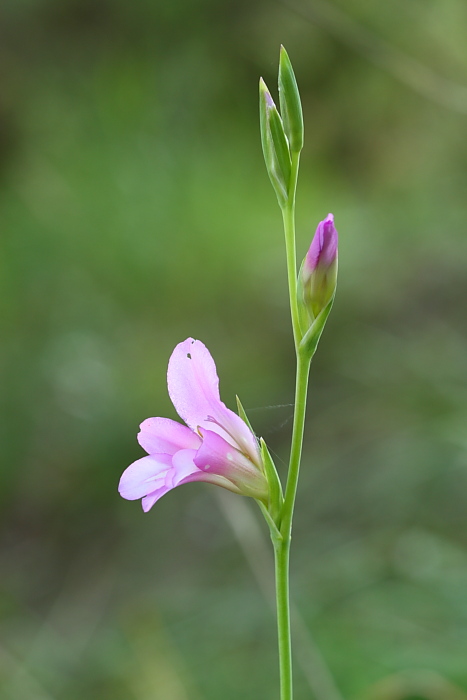 Gladiolus sp.